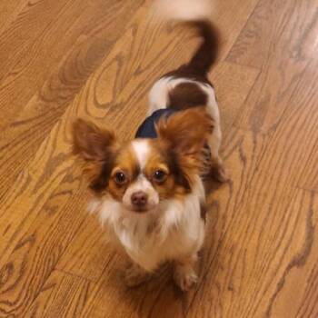 Papillon Dogs Available for Adoption in Reston, Virginia - Goofy Gizmo | PetCurious