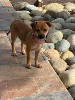 Chiweenie Dogs Available for Adoption in Lafayette, California - Coco | PetCurious