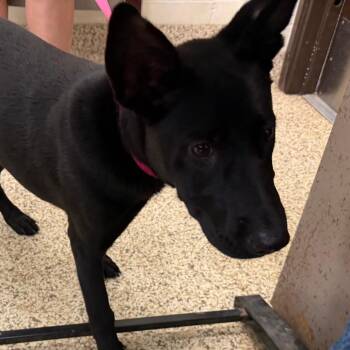 Nell -  Mixed Breed Dog for Adoption in Auburn, Alabama - Nell | PetCurious