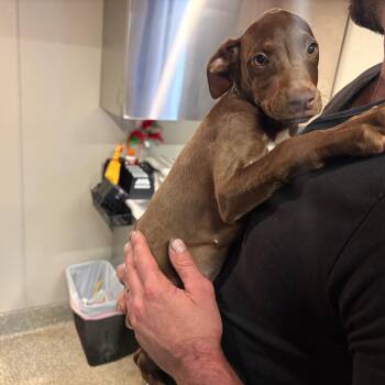 IVHS-Stray-142903_2_3 -  Doberman Pinscher Dog for Adoption in San Gabriel, California - IVHS-Stray-142903_2_3 | PetCurious