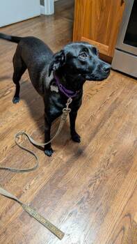 Winkle Jackson -  Labrador Retriever Dog for Adoption in Boston, Massachusetts - Winkle Jackson | PetCurious