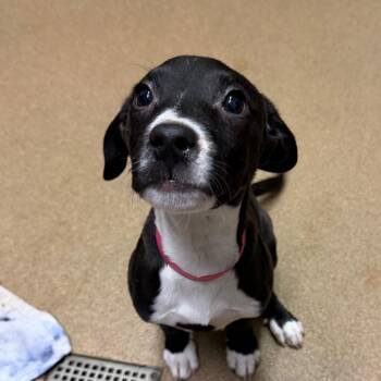 Mixed Breed Dogs Available for Adoption in Chattanooga, Tennessee - Oakland | PetCurious