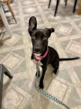 Rescue Shepherd and Whippet Dogs for Adoption in Longview, Texas - Paisley | PetCurious