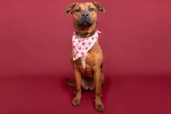 American Staffordshire Terrier and Mixed Breed Dogs Available for Adoption - Sofie | PetCurious