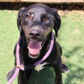 Hound and Black Labrador Retriever Dogs Available for Adoption - Karl JuM | PetCurious
