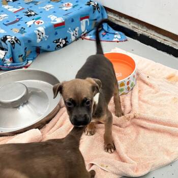 Pit Bull Terrier Dogs Available for Adoption in Chico, California - HARLEY | PetCurious