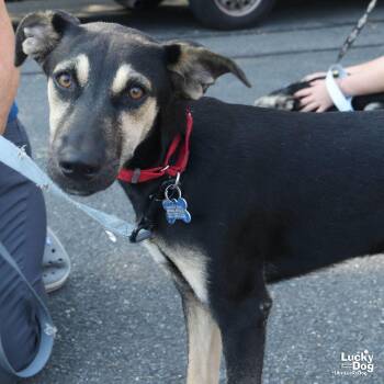 Fay -  Shepherd and Retriever Dog for Adoption in Washington, District Of Columbia - Fay | PetCurious