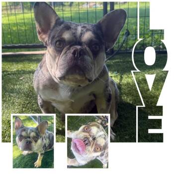 Jewel -  French Bulldog Dog for Adoption in Zionsville, Indiana - Jewel | PetCurious