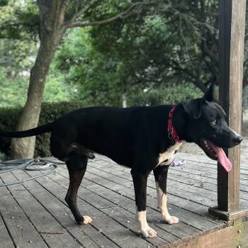Pi -  Great Dane Dog for Adoption in Springfield, Missouri - Pi | PetCurious