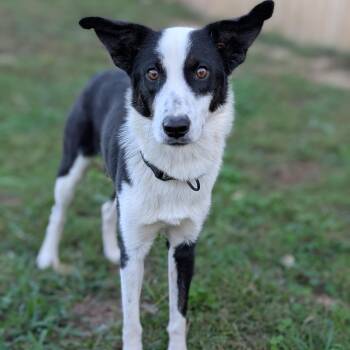 Rescue Border Collie Dogs for Adoption in Joppa, Alabama - Checkers | PetCurious