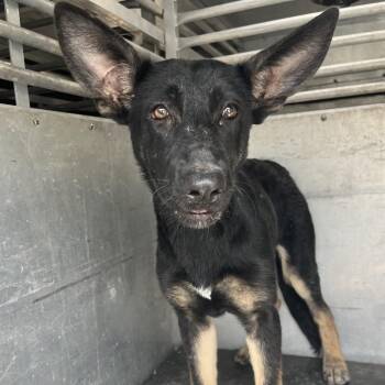 Jellybean -  Shepherd Dog for Adoption in Edinburg, Texas - Jellybean | PetCurious