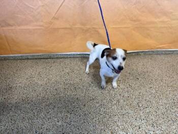 LIL MURDA -  Chihuahua and Mixed Breed Dog for Adoption in Doral, Florida - LIL MURDA | PetCurious