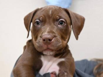 Pit Bull Terrier Dogs Available for Adoption in Portland, Oregon - Colcannon | PetCurious