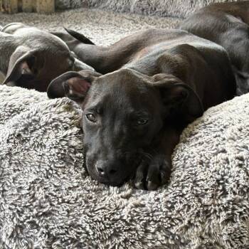 Ray Ban -  Pit Bull Terrier Dog for Adoption in Charlotte, North Carolina - Ray Ban | PetCurious