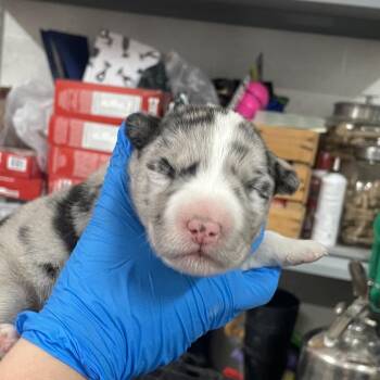 Hollyn -  Shepherd Dog for Adoption in Edinburg, Texas - Hollyn | PetCurious