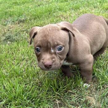 Bulldog Dogs Available for Adoption in Kempner, Texas - Muffin | PetCurious