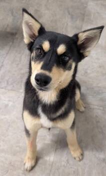 Shepherd and Mixed Breed Dogs Available for Adoption in Kemp, Texas - Taylor Aka Muni | PetCurious