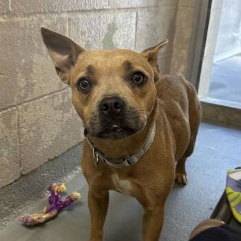 Coral (mcas) -  French Bulldog and Pit Bull Terrier Dog for Adoption in Troutdale, Oregon - Coral (mcas) | PetCurious