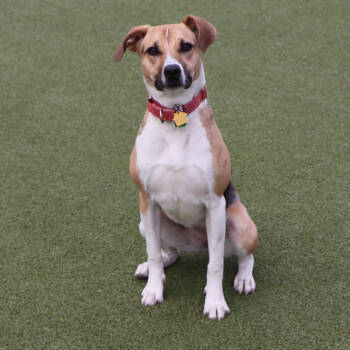 Rescue Mixed Breed Dogs for Adoption in Port Washington, New York - Nala | PetCurious