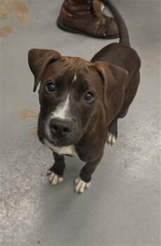 SOCKS -  Labrador Retriever and Mixed Breed Dog for Adoption in Peoria, Illinois - SOCKS | PetCurious