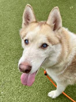Cannoli -  Siberian Husky and Mixed Breed Dog for Adoption in Wichita, Kansas - Cannoli | PetCurious