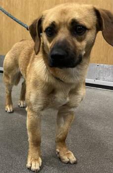 Beagle and Mixed Breed Dogs Available for Adoption - CHAP | PetCurious