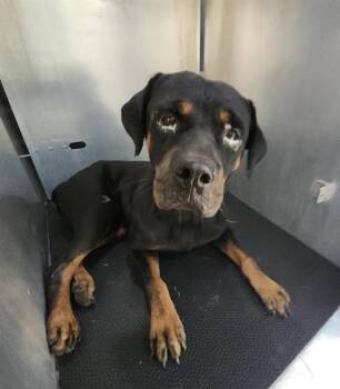 LOLA -  Rottweiler Dog for Adoption in San Antonio, Texas - LOLA | PetCurious