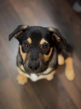 Rescue Mixed Breed Dogs for Adoption in Saskatoon, Saskatchewan - Eddie | PetCurious
