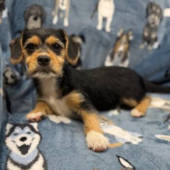 Terrier Dogs Available for Adoption in Greensburg, Pennsylvania - Indy | PetCurious
