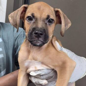 Nachos Bellgrande -  Australian Cattle Dog Blue Heeler and Boxer Dog for Adoption in Hattiesburg, Mississippi - Nachos Bellgrande | PetCurious