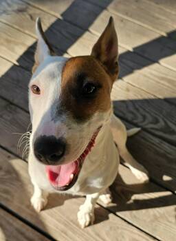 Bull Terrier Dogs Available for Adoption in Houston, Texas - LIVVY | PetCurious