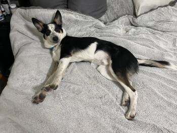 Zipp -  Cattle Dog Dog for Adoption in Salt Lake City, Utah - Zipp | PetCurious