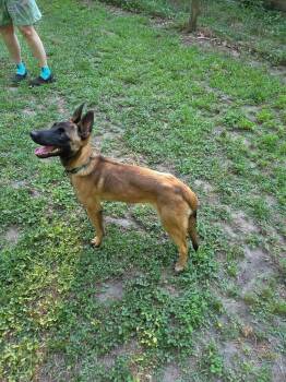 Nacho - Located in Georgia -  Belgian Shepherd Malinois Dog for Adoption in Imlay City, Michigan - Nacho - Located In Georgia | PetCurious