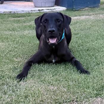 Dante -  Black Labrador Retriever and Great Dane Dog for Adoption in Humacao, Humacao - Dante | PetCurious