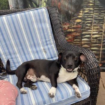 Zoro -  Mixed Breed Dog for Adoption in Houston, Texas - Zoro | PetCurious