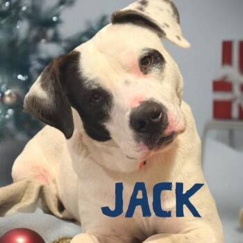 Mixed Breed Dogs Available for Adoption - JACK | PetCurious