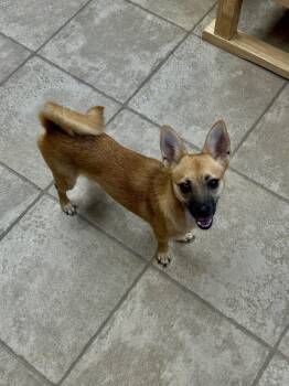 Fox -  Chihuahua Dog for Adoption in Chickasha, Oklahoma - Fox | PetCurious
