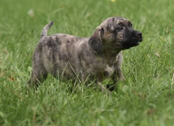 Silas -  Terrier and Boxer Dog for Adoption in Mechanicsburg, Pennsylvania - Silas | PetCurious