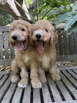 Bert -  Goldendoodle Dog for Adoption in Los Angeles, California - Bert | PetCurious