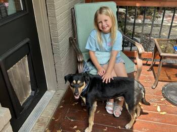 Beagle and Labrador Retriever Dogs Available for Adoption in Jackson, Tennessee - Dickey-Watch My Video. | PetCurious