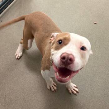 Puppet -  Mixed Breed Dog for Adoption in Rocky Mount, Virginia - Puppet | PetCurious