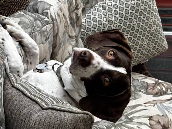 Nova -  German Shorthaired Pointer Dog Available for Adoption in Fayetteville, Arkansas - Nova | PetCurious