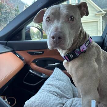 Rescue Pit Bull Terrier Dogs for Adoption in Austell, Georgia - Penny | PetCurious