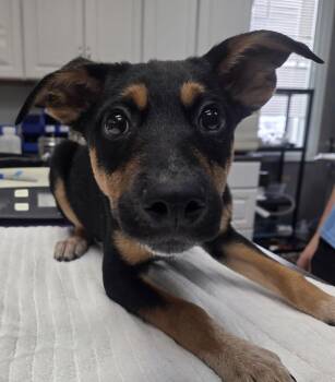 Rescue Australian Cattle Dog Blue Heeler Dogs for Adoption in Parma, Ohio - Bartok | PetCurious