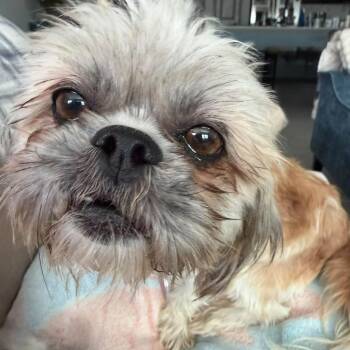 Shelby Miller -  Shih Tzu Dog for Adoption in Plano, Texas - Shelby Miller | PetCurious