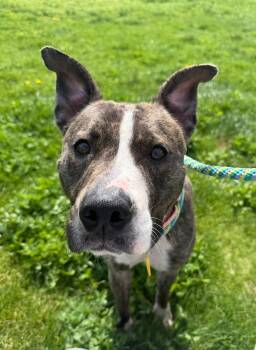 Pit Bull Terrier Dogs Available for Adoption in Cleveland, Ohio - Margot | PetCurious