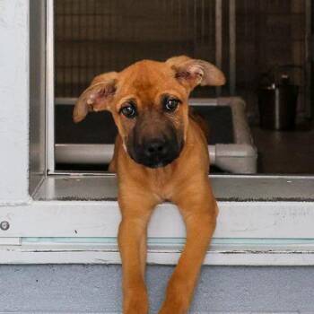 Layla -  Mixed Breed Dog for Adoption in Bradenton, Florida - Layla | PetCurious