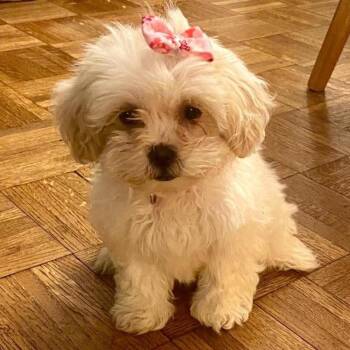 Shih Tzu and Poodle Dogs Available for Adoption in Cincinnati, Ohio - Leilani | PetCurious