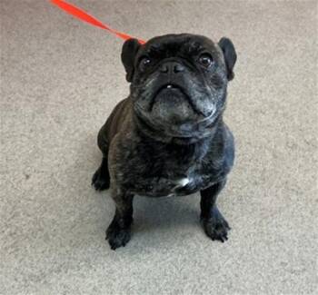 MILO -  French Bulldog Dog for Adoption in San Bernardino, California - MILO | PetCurious
