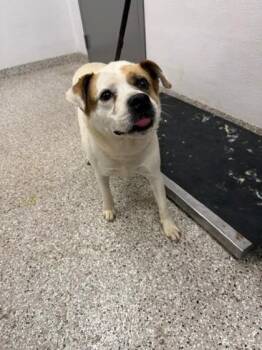 Pamala -  Terrier and Mixed Breed Dog for Adoption in Gastonia, North Carolina - Pamala | PetCurious